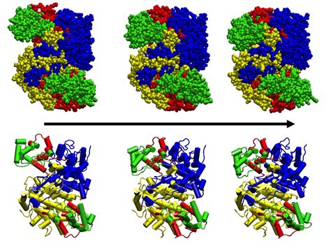 Molecular Machines within us: The Citrate Synthase I