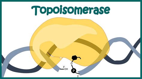 Topoisomerase 1 and 2 mechanism | How Topoisomerase works? | Animated ...