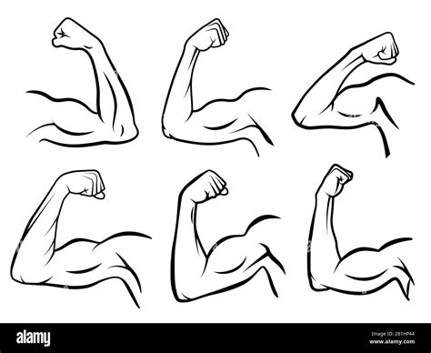 Arm Muscle Anatomy Drawing