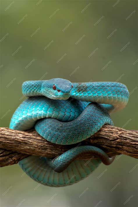 Premium Photo | Venomous snake on tree branch