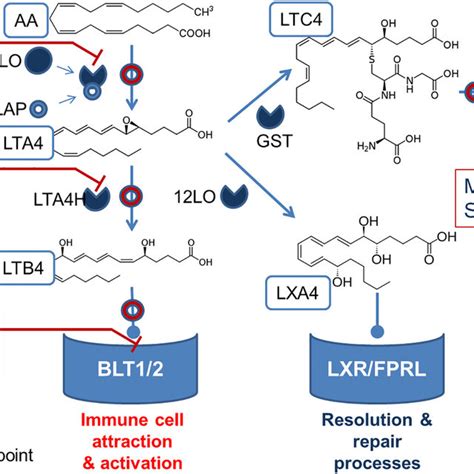 Leukotriene pathway. In many inflammatory diseases, the neutrophil ...