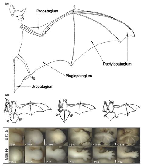 -The anatomy and development of the bat wing (a) Outline of extended ...