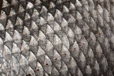 Fish scales background | Stock Photo | Colourbox