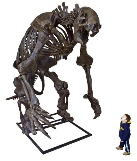 Eremotherium eomigrans VERNE – Giant Ground Sloth Skeleton – Display ...