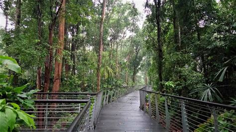 Learning Forest at Singapore Botanic Gardens — Stephen Caffyn Landscape ...