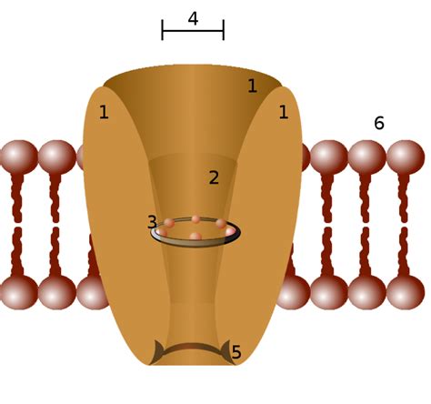 Ion Channels - Definition, Types, Description of Sodium, Calcium ...