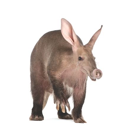 Why do aardvarks eat ants? – How It Works