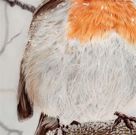 Robin Fine Art Giclee Print Robin Redbreast. - Etsy