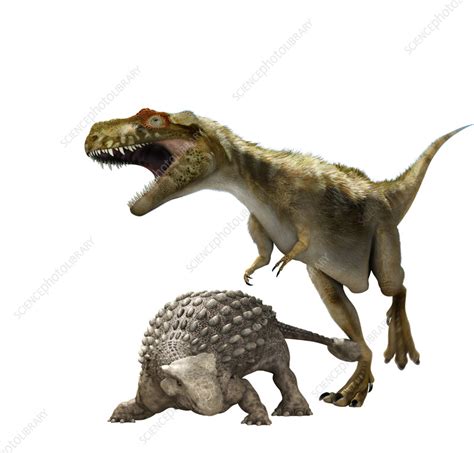 Ankylosaurus and T-rex, illustration - Stock Image - C055/9852 ...