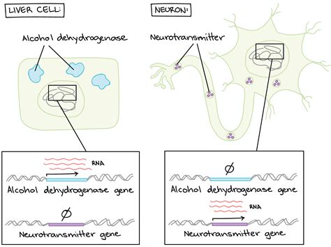 Which of the Following Best Describes Gene Regulation - HelenakruwRobertson