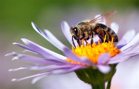 Bee pollination: how does it work? - Plantura