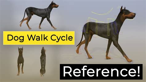 Dog Walk Cycle - Animation Reference - YouTube