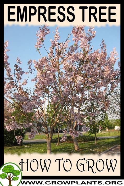 Empress tree - How to grow & care