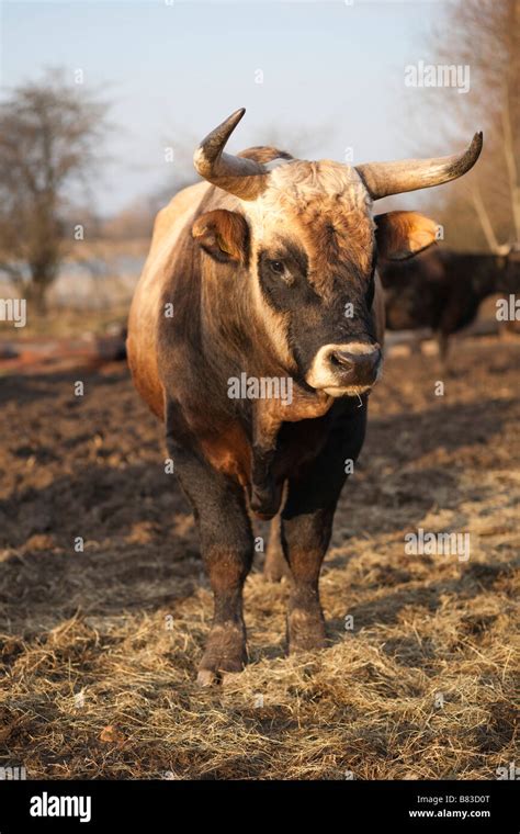 Heck cattle (Bos taurus, Aurochs) in Germany Stock Photo - Alamy