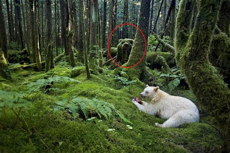 Ultra rare Moss bear : pics