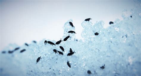 16 Winter Bugs You May Run Into This Chilly Winter Season