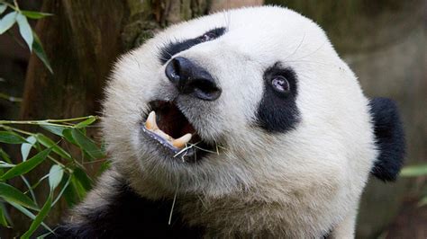 Meet The Parasitic Worm That's Killing Giant Pandas