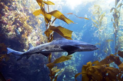 KELP FORESTS on emaze | Kelp forest, Leopard shark, Shark