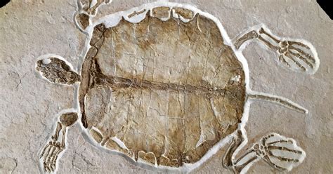 Detect! Newly hatched 54-million-year-old sea turtle recreates ancient ...