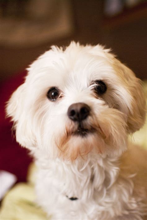 Ruffles - my Maltese/ Bichon mix! Morkie Dogs, Biewer Yorkie, Maltipoo ...