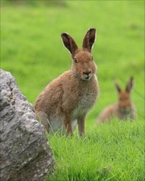 Irish hare under threat from 'European brown' hare - BBC News