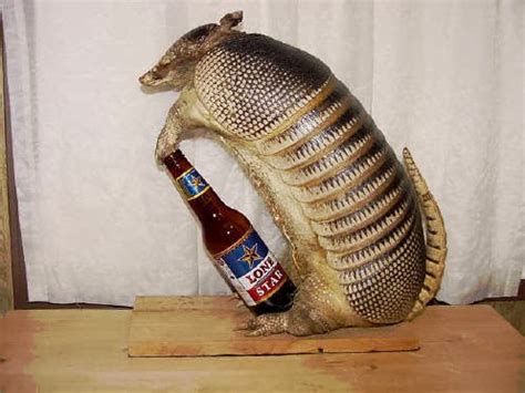 Cute Funny Animalz: Funny Armadillo New Great Photography 2014