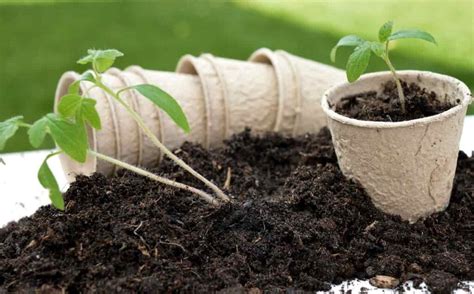 How to Make Potting Soil at Home: Process, Steps, and Guide for Beginners