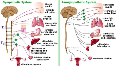 Which Neurotransmitters Are Used With The Sympathetic And ...