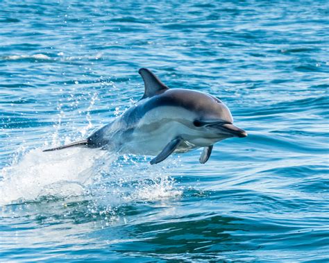 Five Fun Facts about Dolphins | National Marine Sanctuary Foundation