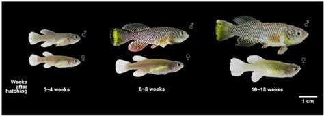 Killifish - shortest lifespan of any animal with a backbone - Africa ...