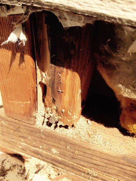 Drywood Termite Damage - Foothill Sierra Pest Control