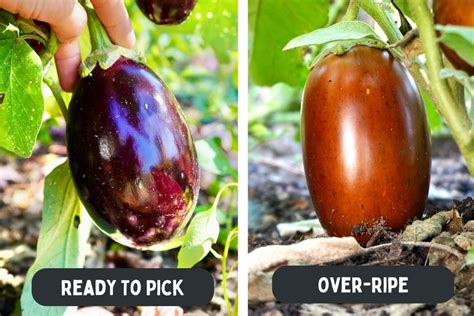 When Is An Eggplant Ripe? (Hint: Don't Let Them Turn Brown!)