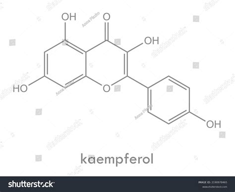 Kaempferol Structure Molecule Flavonol Flavonoid Found Stock Vector ...