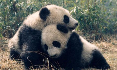 Giant Panda | Species | WWF