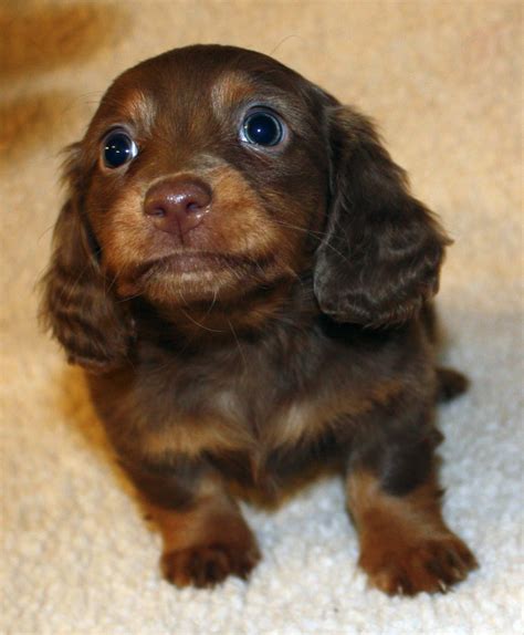 Miniature Dachshund Puppies | Miniature Dachshund Puppies, Weatherly's ...