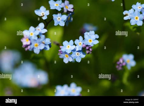 Forget me not wild flowers Stock Photo - Alamy