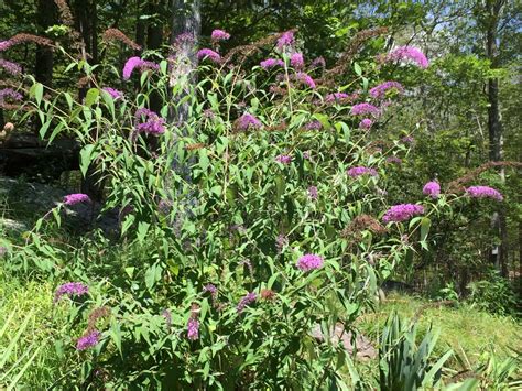 Butterfly Bush When to Prune - Back Gardener