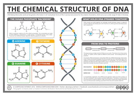 The Chemical Structure of DNA