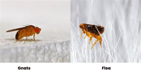 Do Fleas Have Wings? Do Fleas Jump or Fly?