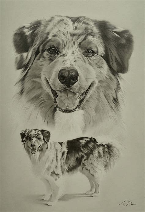 Dog portraits, Australian shepherd, Dog paintings