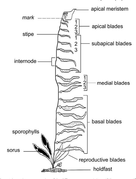 Figure 1 from Compensatory growth of the kelp Macrocystis integrifolia ...