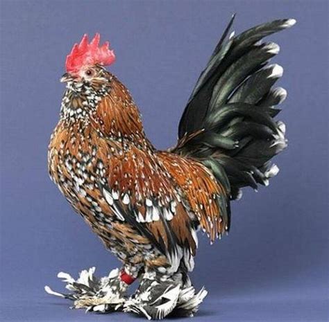 Beautiful chickens around the world (17 pics) - Izismile.com