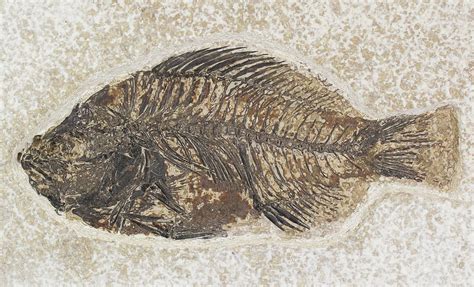 4.45" Priscacara Fossil Fish - Kemmerer, Wyoming For Sale (#20823 ...