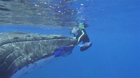 Whale Protects Diver From Shark (VIDEO)