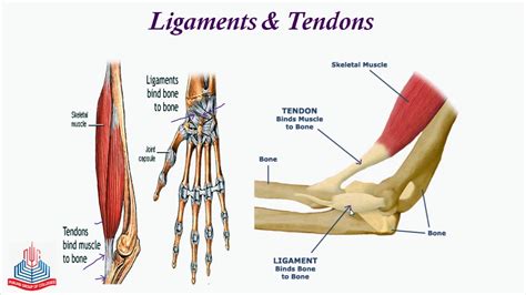 Ligaments And Tendons Diagram