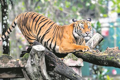 Ancaman Kepupusan Harimau Malaya