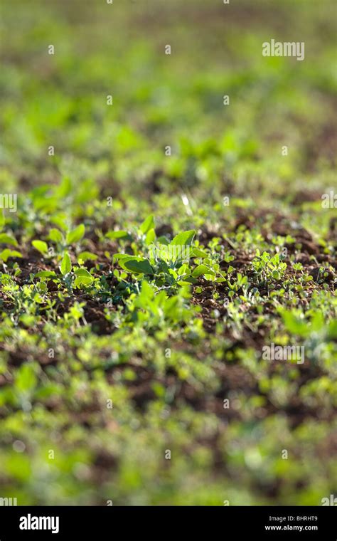 Lucerne plant hi-res stock photography and images - Alamy