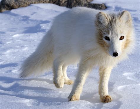 Arctic Fox Adaptations