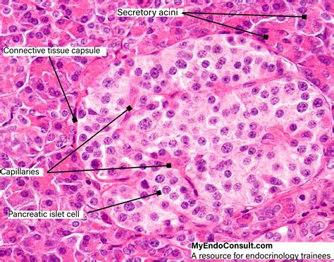 Islets Of Langerhans Histology Pancreas