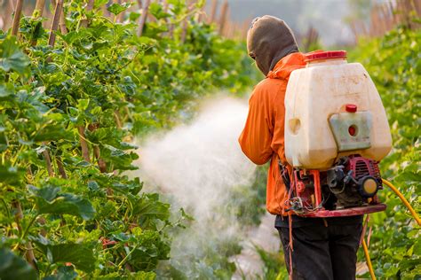 Ces 7 fruits et légumes sont les plus riches… en pesticides ...